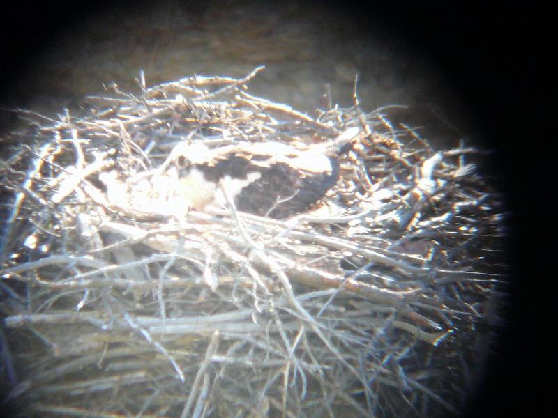 Osprey nest through scope.jpg - Mom is sitting on her chick/s after they had lunch.